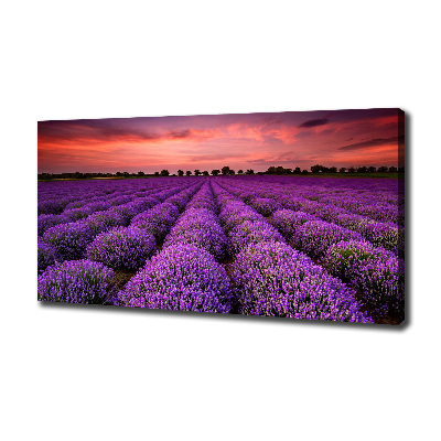 Foto canvas Lavendelveld
