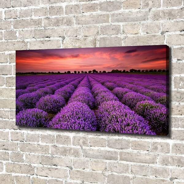 Foto canvas Lavendelveld