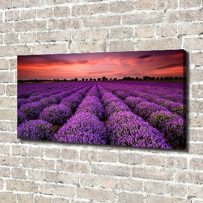 Foto canvas Lavendelveld