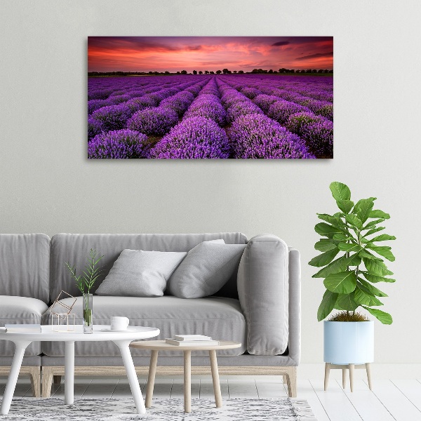 Foto canvas Lavendelveld
