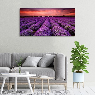 Foto canvas Lavendelveld