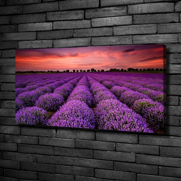 Foto canvas Lavendelveld