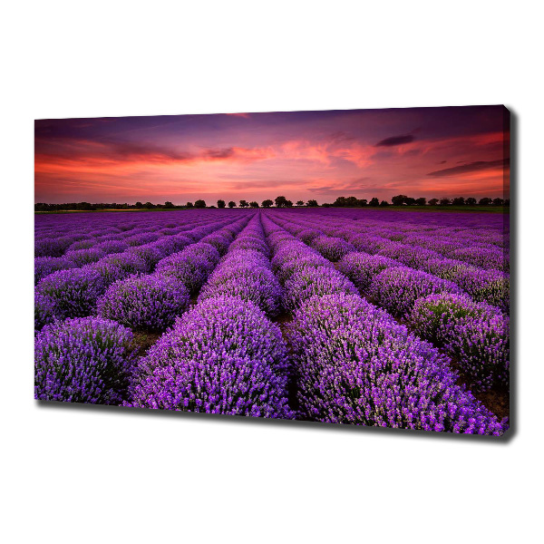 Foto canvas Lavendelveld