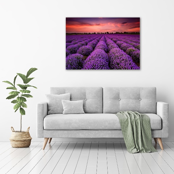 Foto canvas Lavendelveld