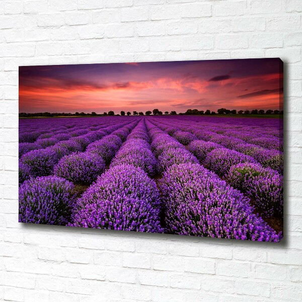 Foto canvas Lavendelveld