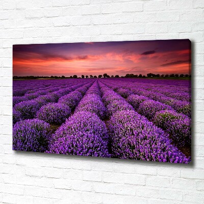 Foto canvas Lavendelveld