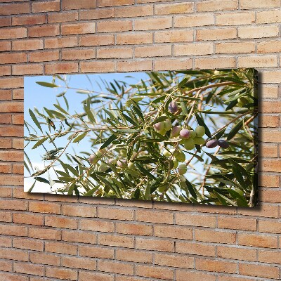 Foto obraz na płótnie Drzewo oliwne