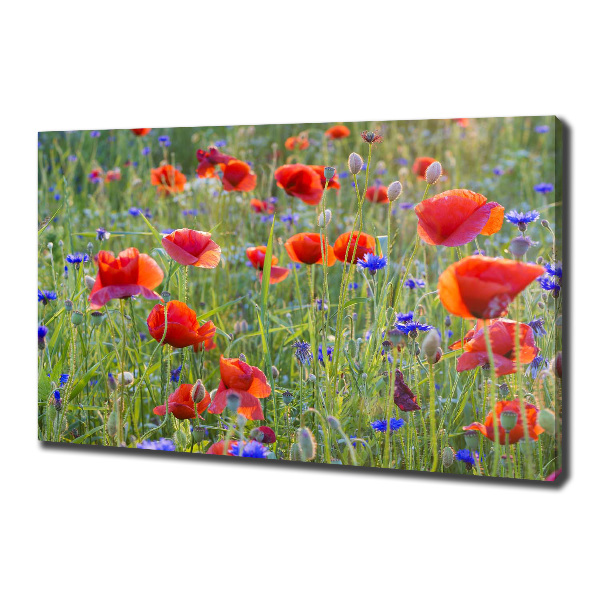 Foto canvas Wilde bloemen