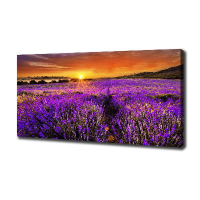Foto canvas Lavendelveld