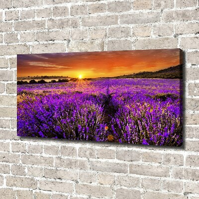Foto canvas Lavendelveld