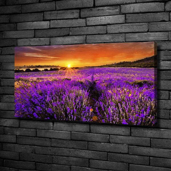 Foto canvas Lavendelveld