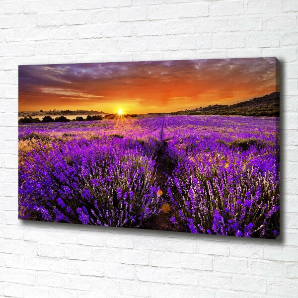 Foto canvas Lavendelveld