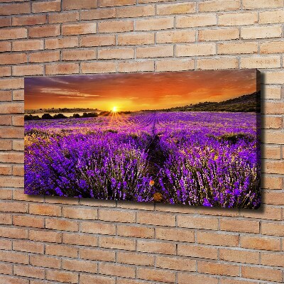 Foto canvas Lavendelveld