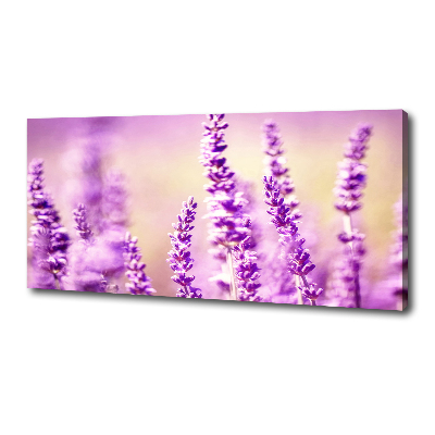 Canvas foto Lavendel