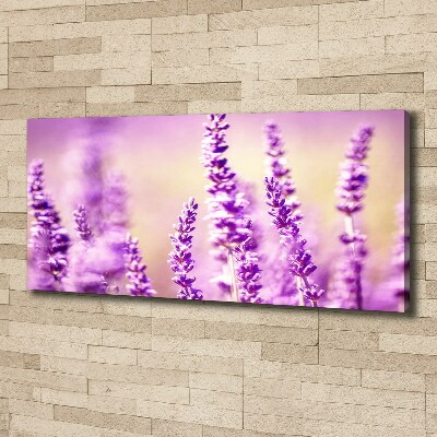 Canvas foto Lavendel