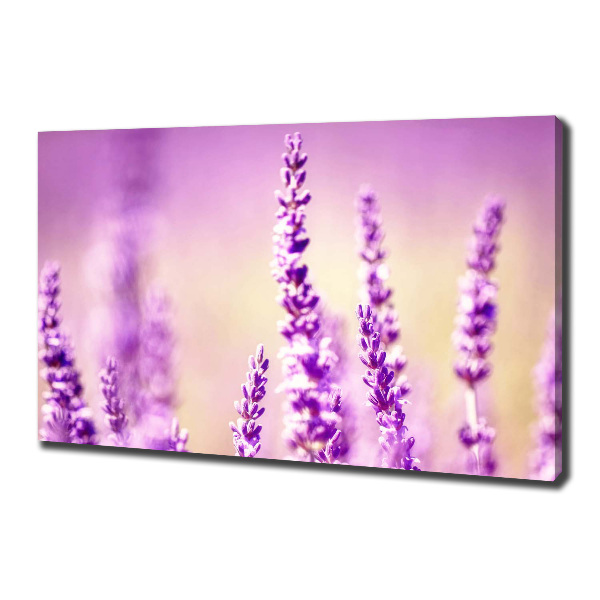 Canvas foto Lavendel