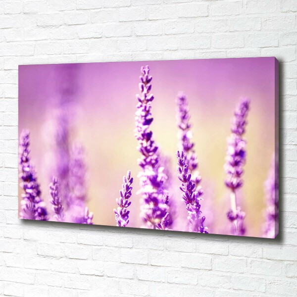 Canvas foto Lavendel