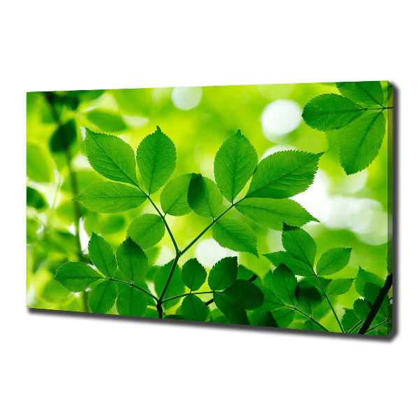 Foto canvas Groene bladeren