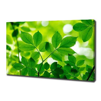 Foto canvas Groene bladeren