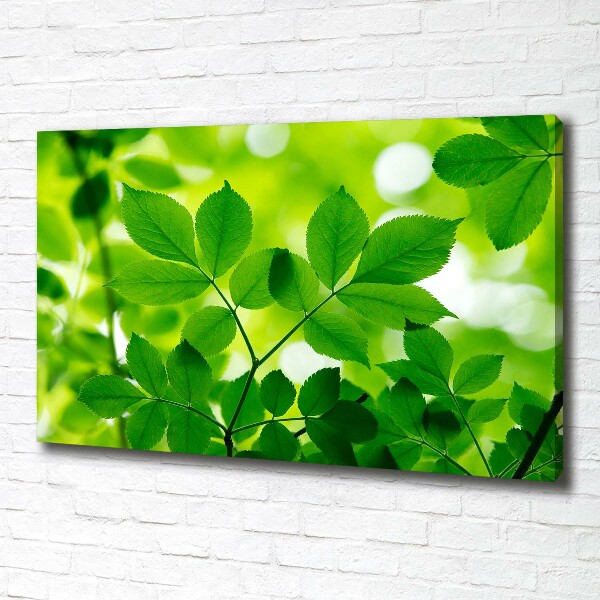 Foto canvas Groene bladeren