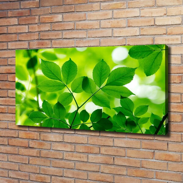 Foto canvas Groene bladeren