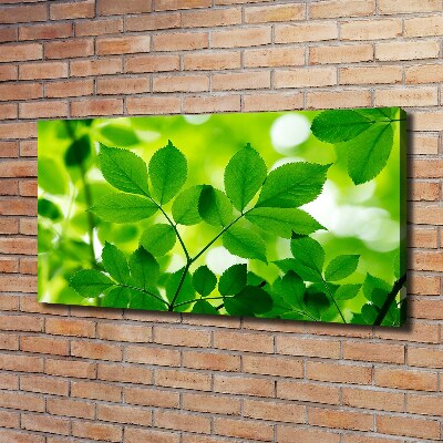 Foto canvas Groene bladeren