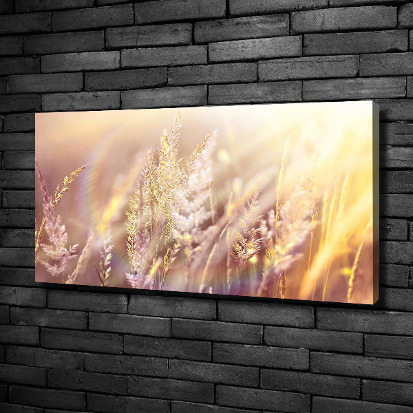 Foto op canvas Hoog gras
