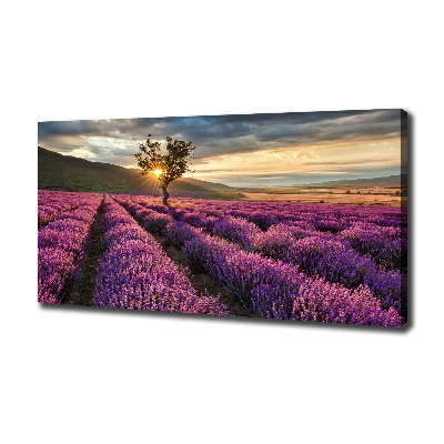 Schilderij op canvas Lavendelveld