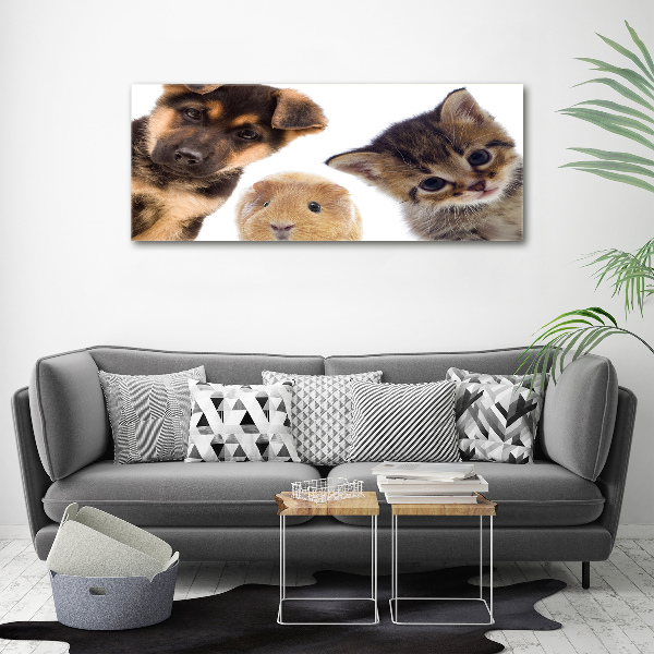 Canvas foto Huisdieren