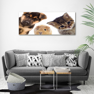 Canvas foto Huisdieren