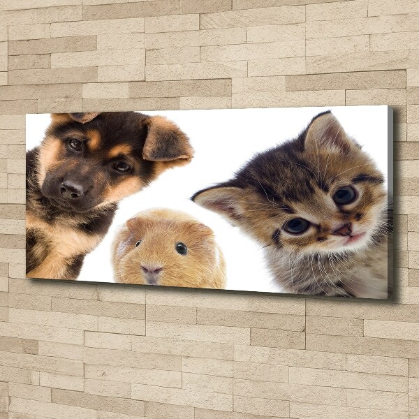 Canvas foto Huisdieren