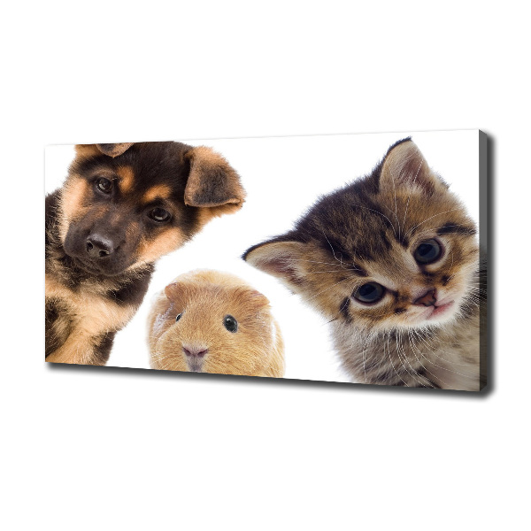 Canvas foto Huisdieren