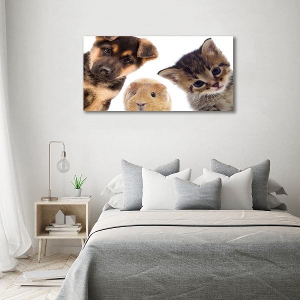 Canvas foto Huisdieren