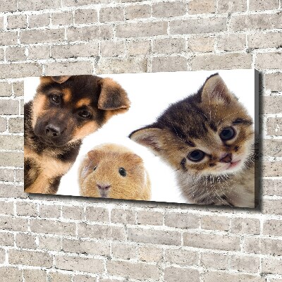 Canvas foto Huisdieren