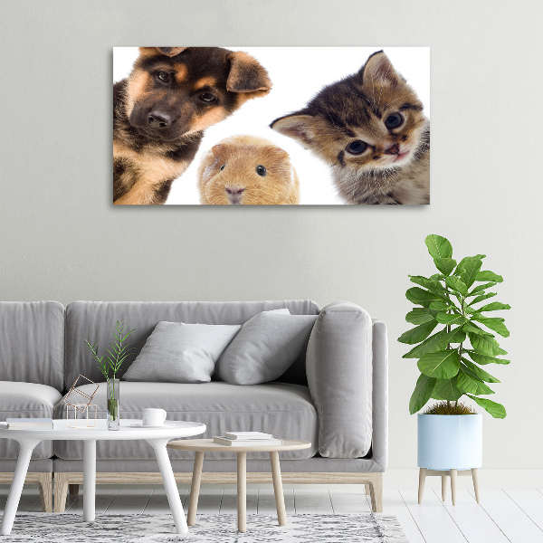 Canvas foto Huisdieren