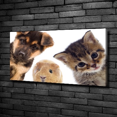 Canvas foto Huisdieren
