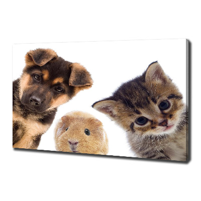 Canvas foto Huisdieren