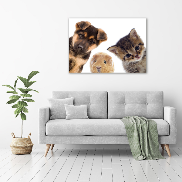 Canvas foto Huisdieren