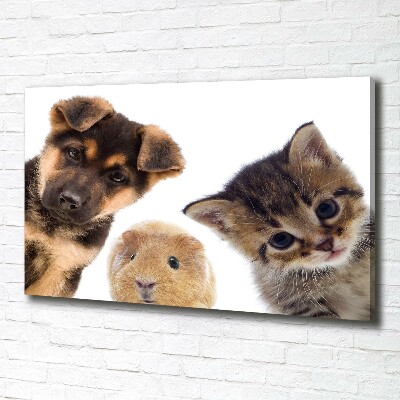 Canvas foto Huisdieren