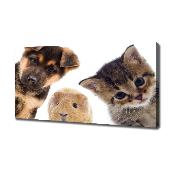 Canvas foto Huisdieren