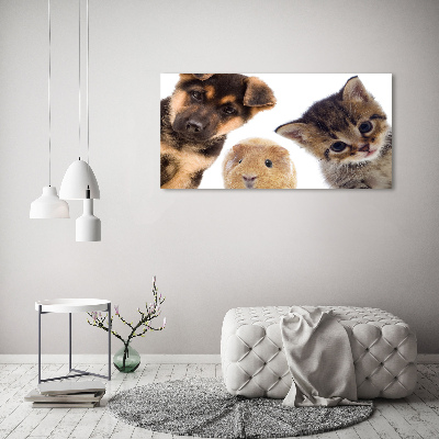 Canvas foto Huisdieren