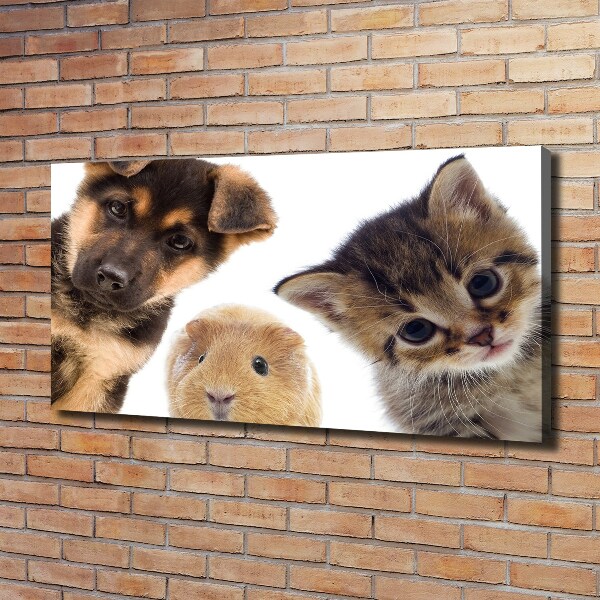 Canvas foto Huisdieren