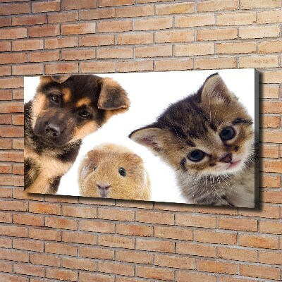 Canvas foto Huisdieren