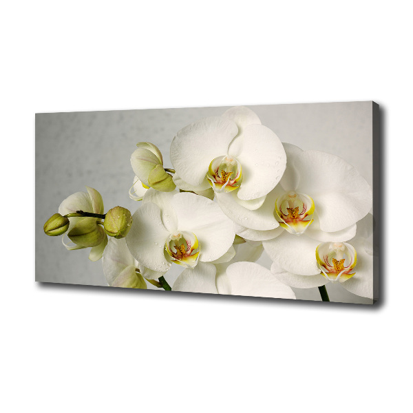 Schilderij op canvas Witte orchidee
