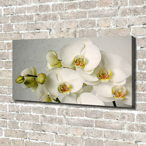 Schilderij op canvas Witte orchidee