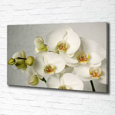 Schilderij op canvas Witte orchidee