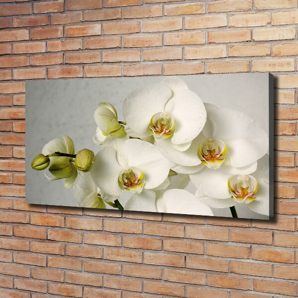 Schilderij op canvas Witte orchidee