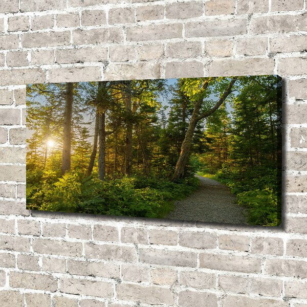 Canvas schilderij Woud