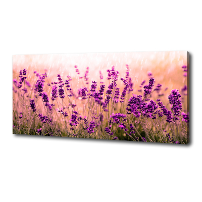 Canvas foto Lavendel