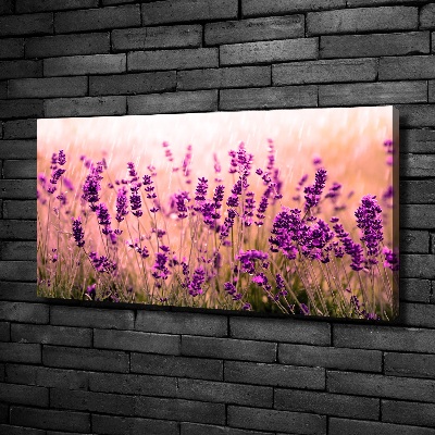 Canvas foto Lavendel